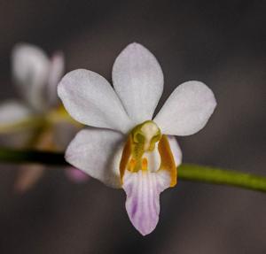 Phalaenopsis pulcherrima