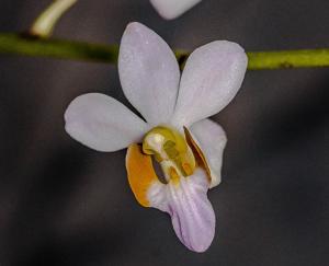 Phalaenopsis pulcherrima