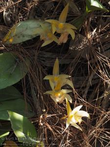 Bulbophyllum lobbii subsp. siamense