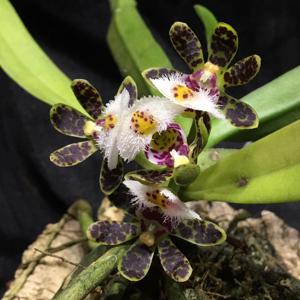 Gastrochilus bellinus