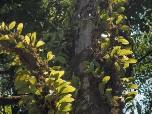 Bulbophyllum lobbii subsp. siamense