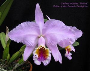 Cattleya mossiae