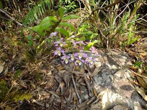 Dendrobium tortile