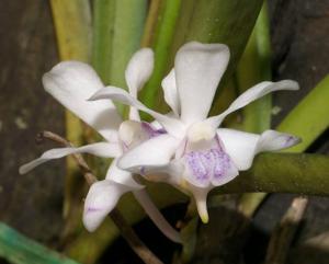 Vanda lilacina