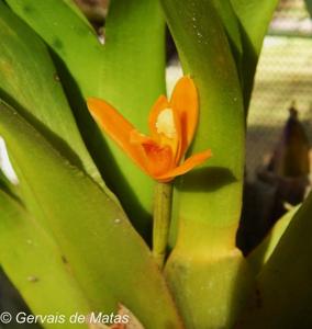 Maxillaria discolor
