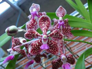 Vanda tricolor var. tricolor