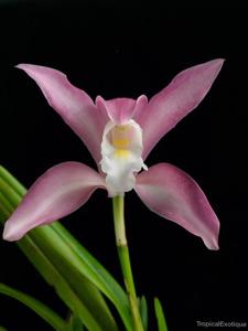 Cymbidium wadae