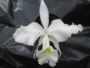 Cattleya jenmanii