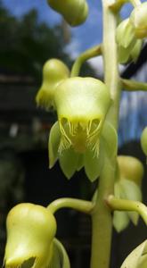 Catasetum gardneri