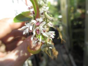 Dendrobium peguanum