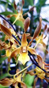 Dendrobium trilamellatum