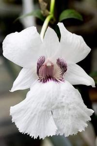 Dendrobium sanderae