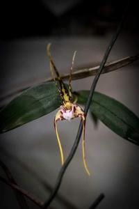 Dendrobium tetragonum subsp. giganteum