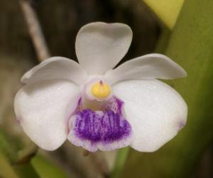 Vanda lilacina