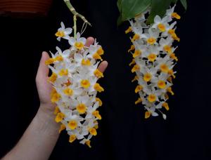 Dendrobium thyrsiflorum