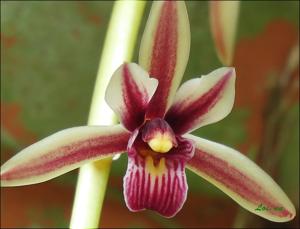 Cymbidium aloifolium