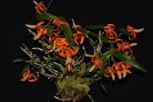 Dendrobium unicum