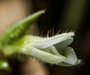 Lankesterella orthantha