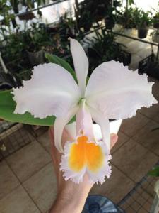 Cattleya schroederae