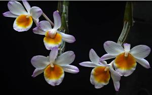 Dendrobium crepidatum