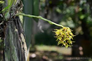 Bulbophyllum foetidum