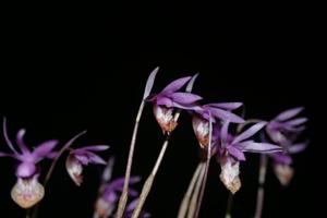 Calypso bulbosa var. occidentalis