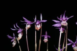 Calypso bulbosa var. occidentalis