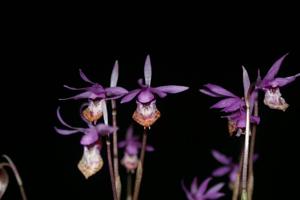 Calypso bulbosa var. occidentalis