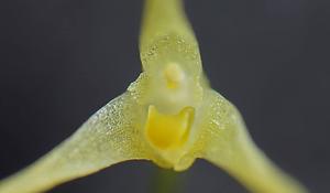 Bulbophyllum mucronatum subsp. alagense