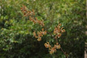 Encyclia fowliei