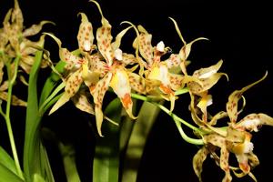 Oncidium gloriosum