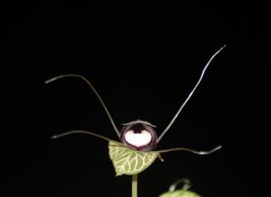 Corybas pictus