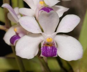 Vanda lilacina