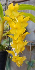 Cycnoches herrenhusanum