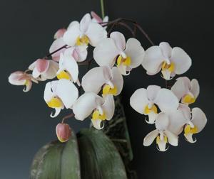 Phalaenopsis philippinensis