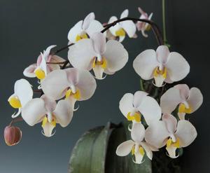 Phalaenopsis philippinensis