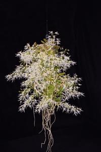 Dendrobium linguiforme