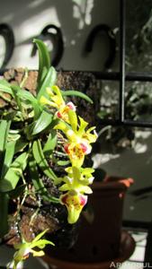 Chytroglossa marileoniae