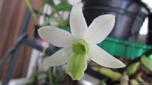 Dendrobium scabrilingue