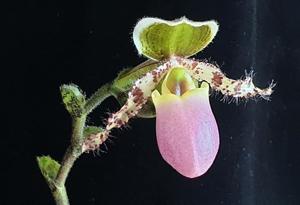 Paphiopedilum liemianum