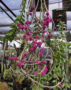 Dendrobium purpureum