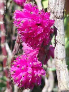 Dendrobium purpureum