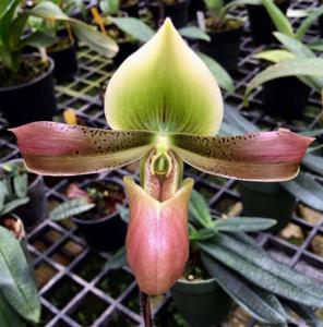 Paphiopedilum mastersianum