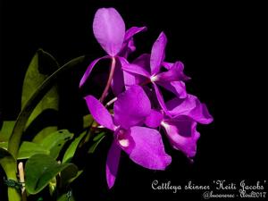 Guarianthe skinneri
