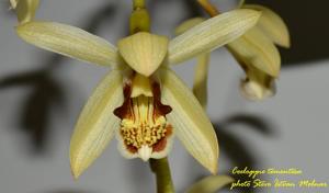 Coelogyne tomentosa