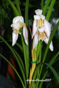 Cymbidium wenshanense