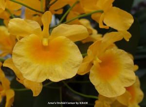 Dendrobium lindleyi