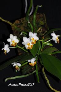 Phalaenopsis lobbii