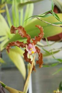 Laelia lueddemannii