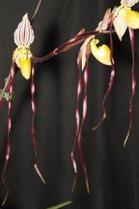 Paphiopedilum philippinense var. roebbelenii